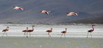 Rare James's flamingos (Phoenicopterus jamesi) - Thought to be extinct fifty years ago. They survived at remote salt lakes of Altiplano where they winter at hot springs lagoons while surrounding air temperature can drop to -30C. Salar de Surire Natural Monument, UNESCO World Biosphere Reserve, Altiplano, Chile