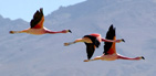 Andean Flamingos (Phoenicopterus andinus) over Salar Surire. One of the three species of flamingos living in Salar Surire. Its habitat is restricted exclusively to Altiplano. Salar de Surire Natural Monument, UNESCO World Biosphere Reserve, Altiplano, Chile