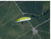 Above lemon trees in Tucuman :: Paragliding above lemon trees plantation, Tucuman, Argentina