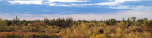 Argentinian pampas :: Shrubland plains between Famatina and La Cumbre Argentina