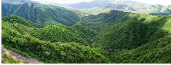 Yungas :: Cloud forest of Tucuman, Argentina