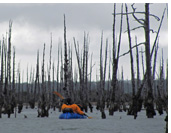 Dead cypress forest of Lucar river, Aisen, Patagonia, Chile