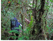 Patagonian temperate rain forest jungle, Istmo Ofqui, Aisen, Patagonia, Chile