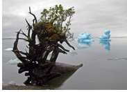 Laguna San Rafael - Southern shores of Laguna San Rafael - an isolated fiord where Glacier San Rafael has its terminus, Northern Patagonian Icefield, Aisen, Patagonia, Chile