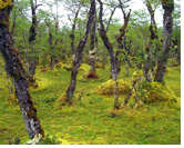 Marshes of Laguna Aislada Marshes of Laguna Aislada