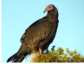 Turkey Vulture Turkey Vulture