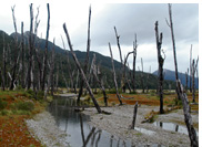 Benito Valley - Dead forest of the flood plains of Benito River, Aisen, Patagonia, Chile