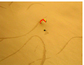 Having fun with a paraglider at Palo Buque - 3000ft high sandy slope, Iquique, Chile