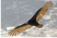 Turkey Vulture (El Jote) commonly spotted at Iquique paragliding zones, Chile