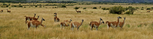 
Guanacos grazing at Valle Chacabuco, Patagonia, Chile