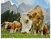 Herbvoros curiosos en valle de Bovec en Parque Nacional de Triglav